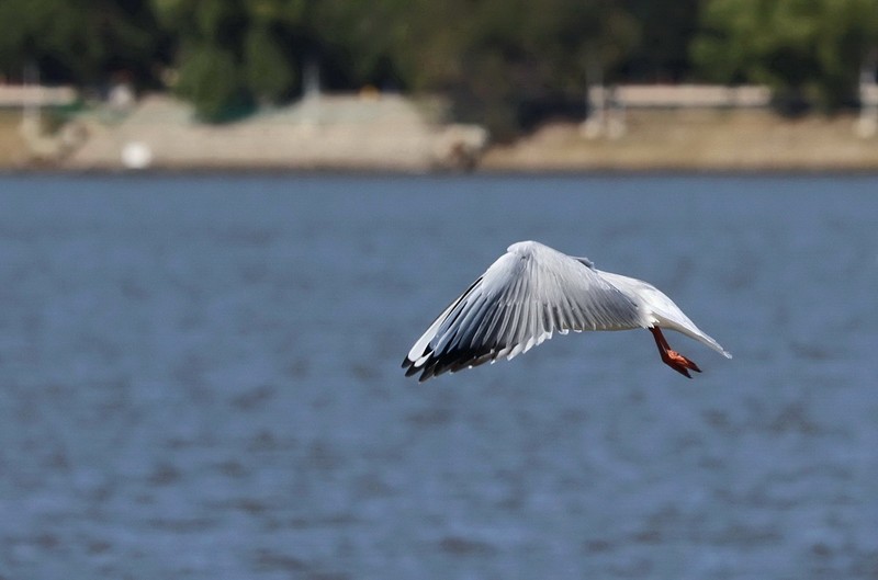 松花江江鸥            4