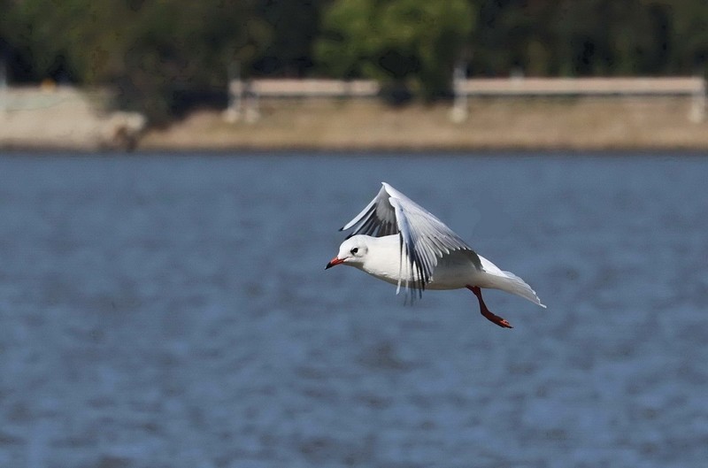 松花江江鸥            4