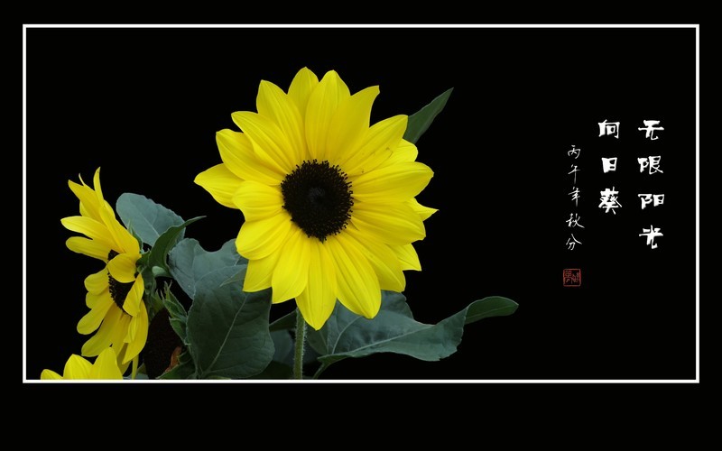 灿烂阳光般的无限阳光向日葵