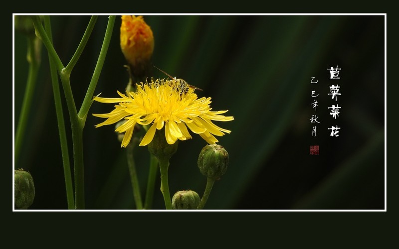 苦菜虽苦蕊生蜜，野花不野聚蜂蝶