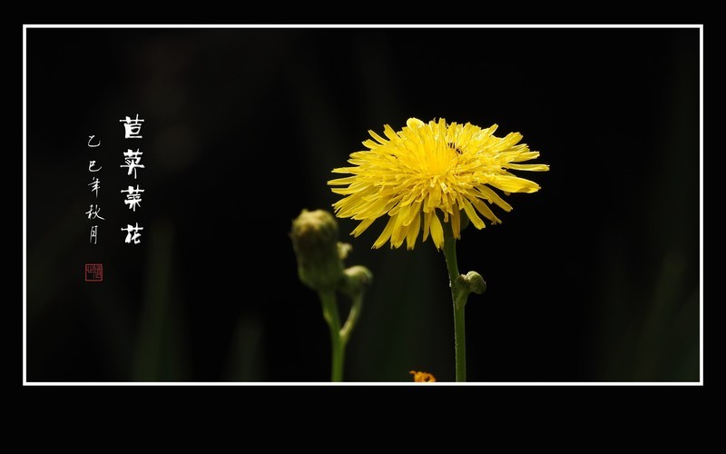 苦菜虽苦蕊生蜜，野花不野聚蜂蝶