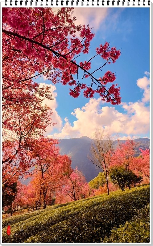 2025年-云南大理无量山樱花抓拍-1168