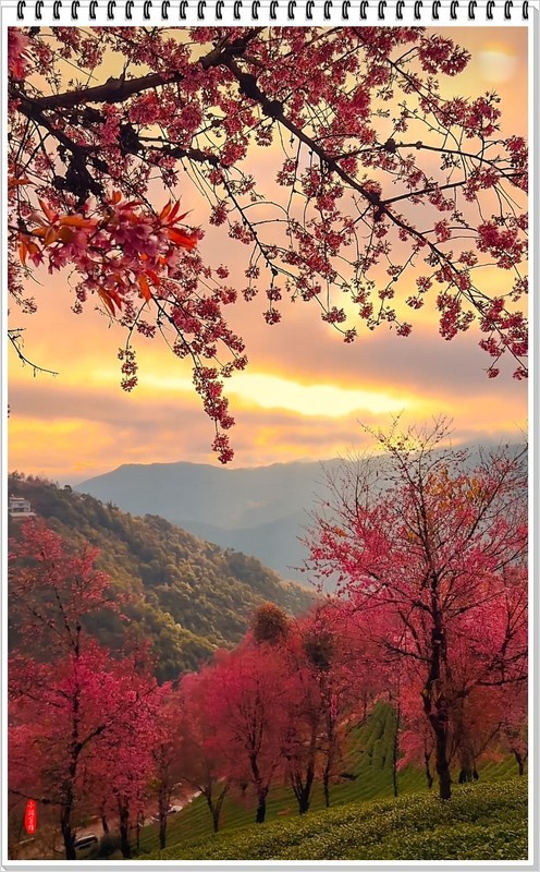 2025年-云南大理无量山樱花抓拍-1168