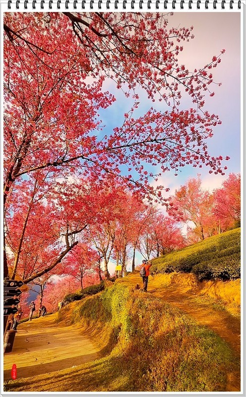 2025年-云南大理无量山樱花抓拍-1167