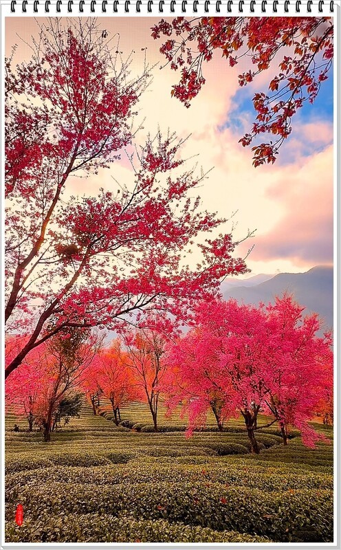 2025年-云南大理无量山樱花抓拍-1167