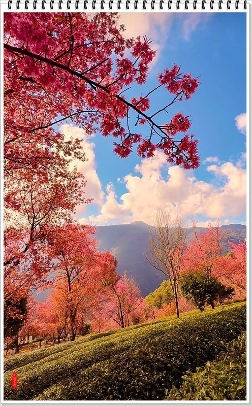 2025年-云南大理无量山樱花抓拍-1167