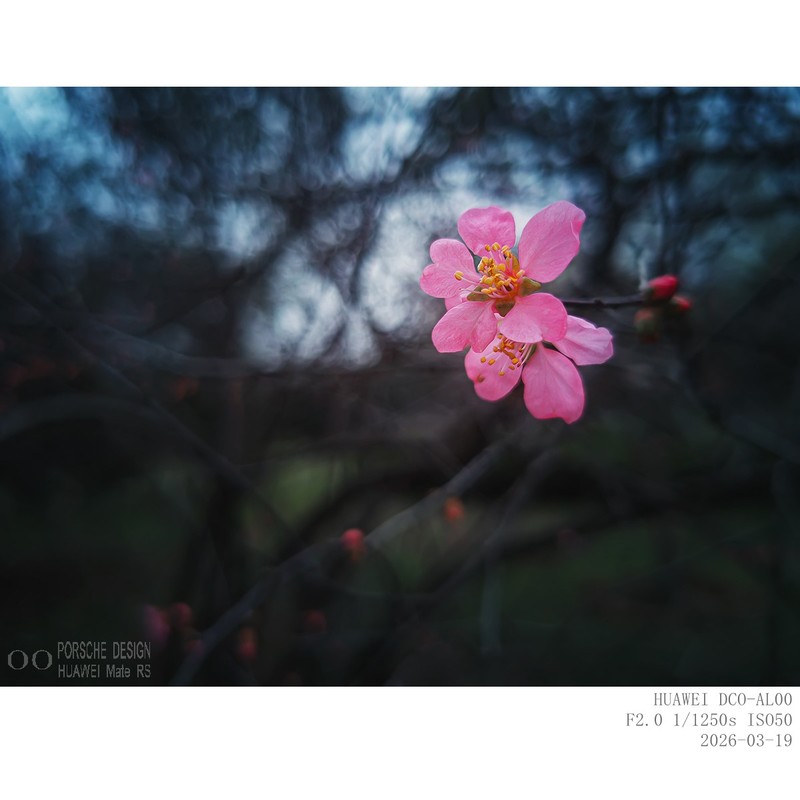 榆叶梅（手机片）