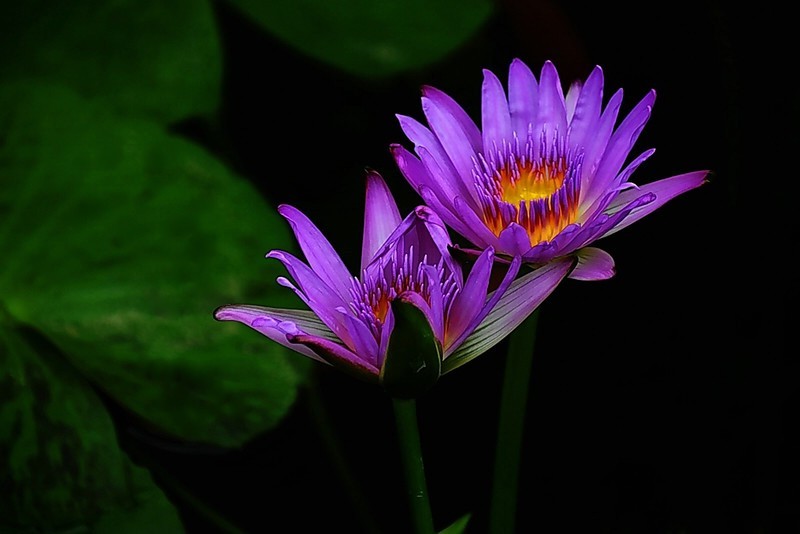 武汉植物园睡莲