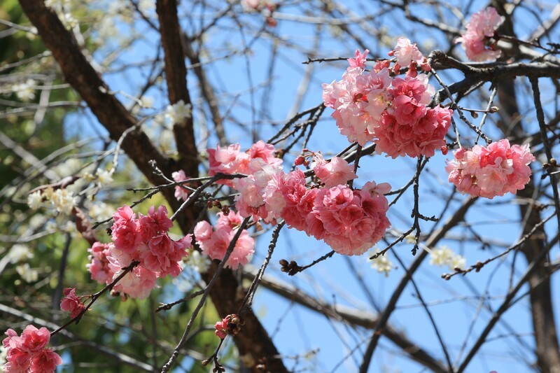 拍摄花卉一（1108）