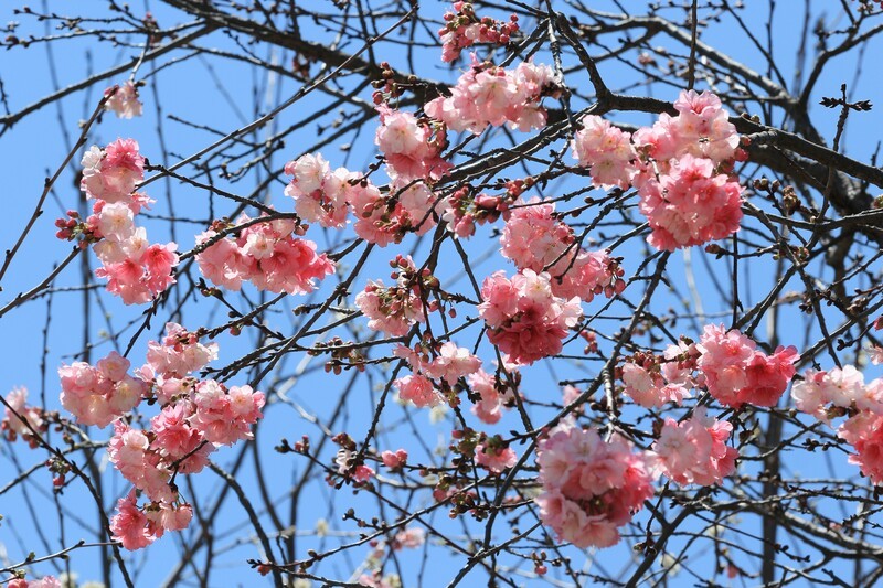 拍摄花卉一（1108）