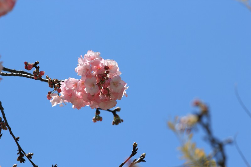 拍摄花卉一（1108）