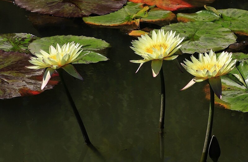 《睡莲花6》