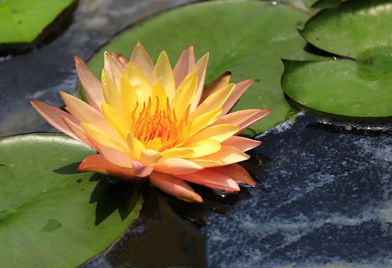《睡莲花6》