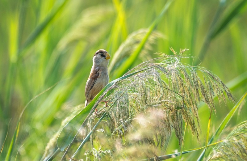 震旦鸦雀（二）
