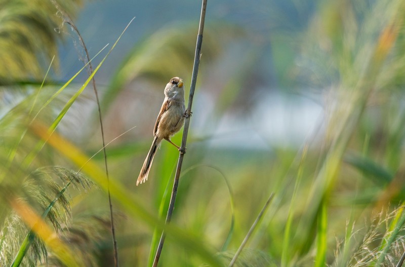 震旦鸦雀（二）