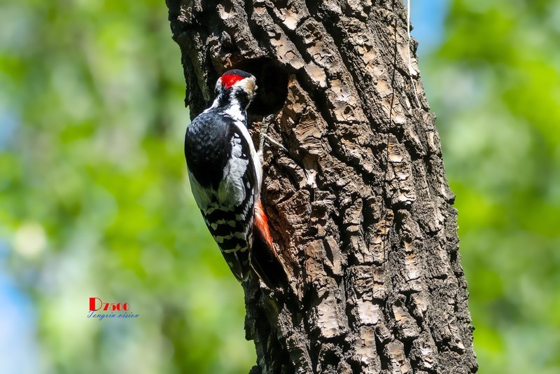 林中啄木鸟（34）
