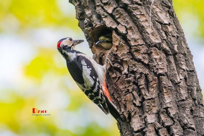 林中啄木鸟（34）