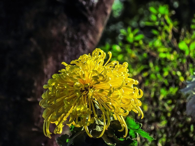 菊花