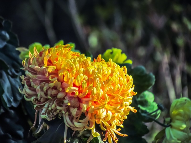 菊花