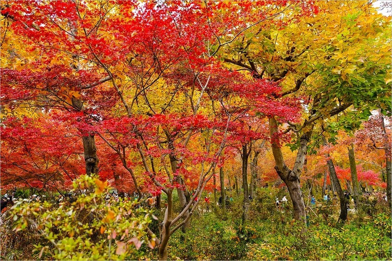 2025年第0889贴-苏州天平山红枫季旅拍（1223）