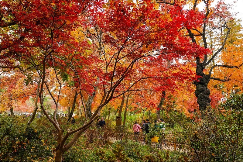 2025年第0889贴-苏州天平山红枫季旅拍（1223）