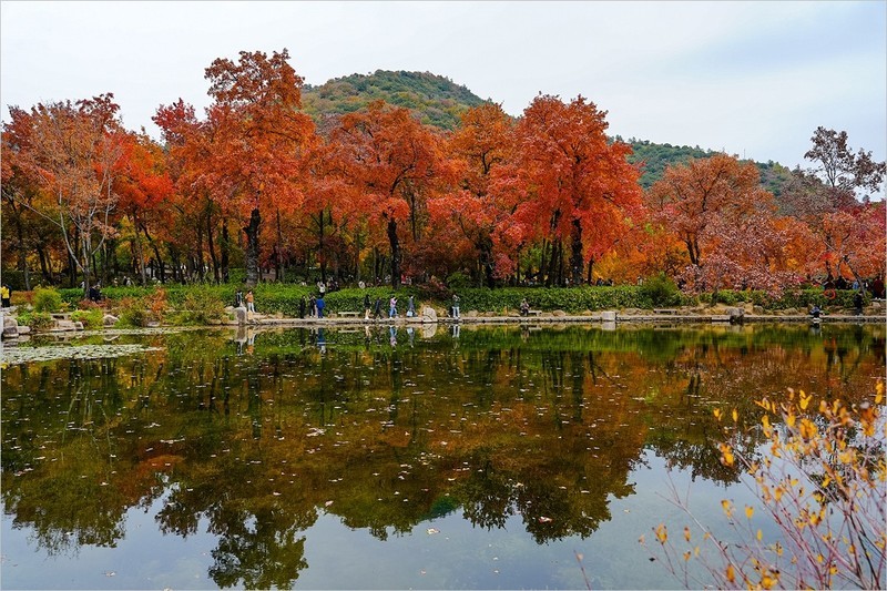 2025年第0889贴-苏州天平山红枫季旅拍（1223）