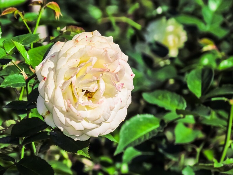 月季花