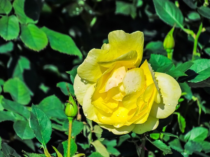 月季花