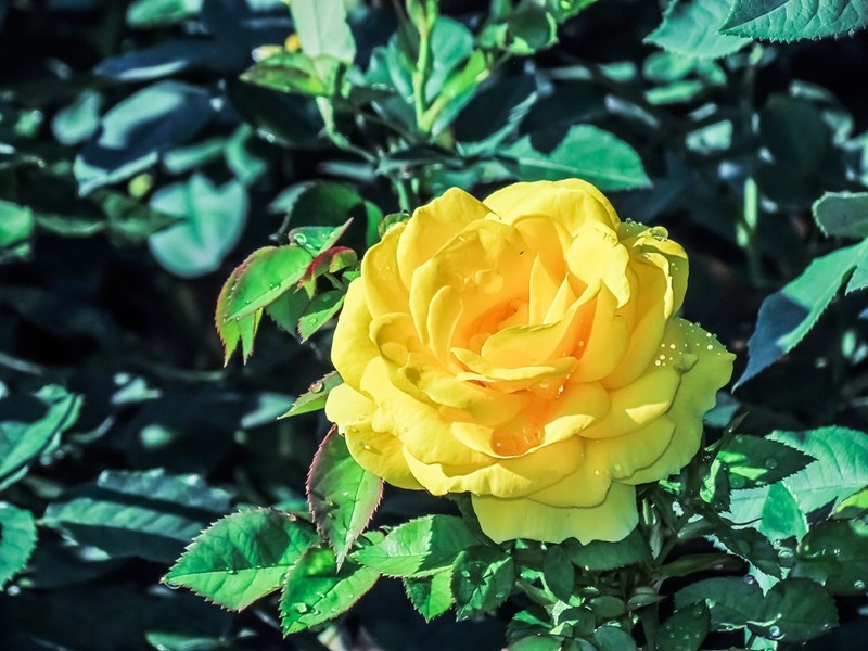 月季花