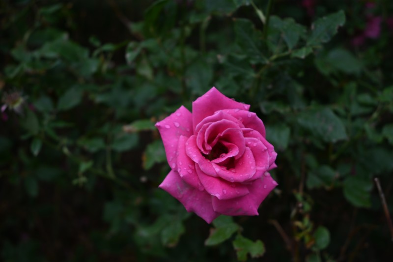 月季花