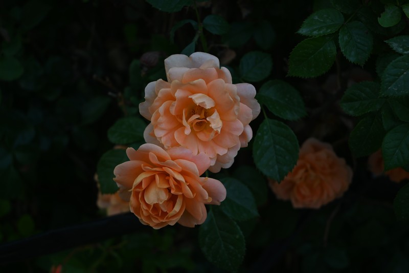 月季花