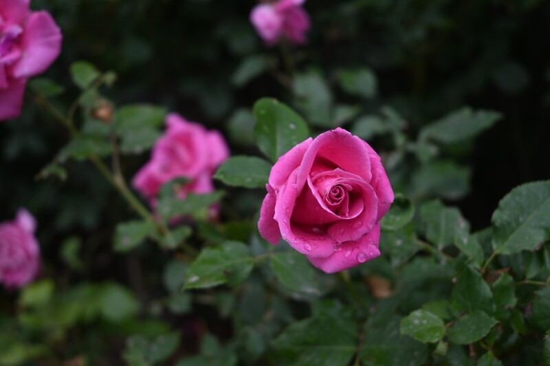 月季花