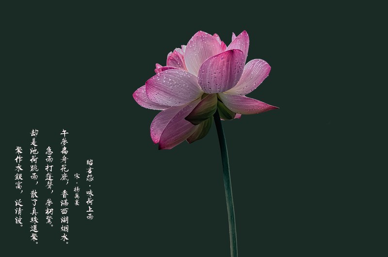 （拍荷配词）《昭君怨 · 咏荷上雨》（宋     杨万里）