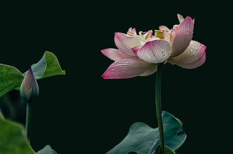 （拍荷配词）《昭君怨 · 咏荷上雨》（宋     杨万里）