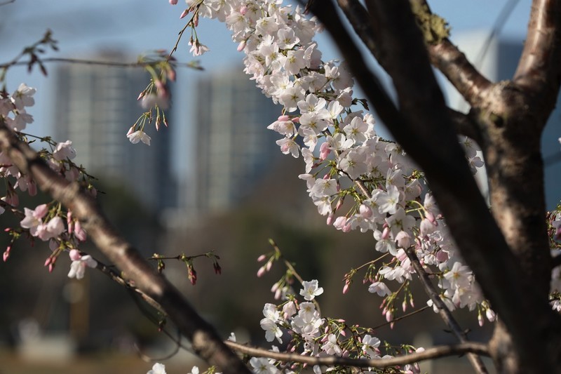 湖南省森林植物园白樱