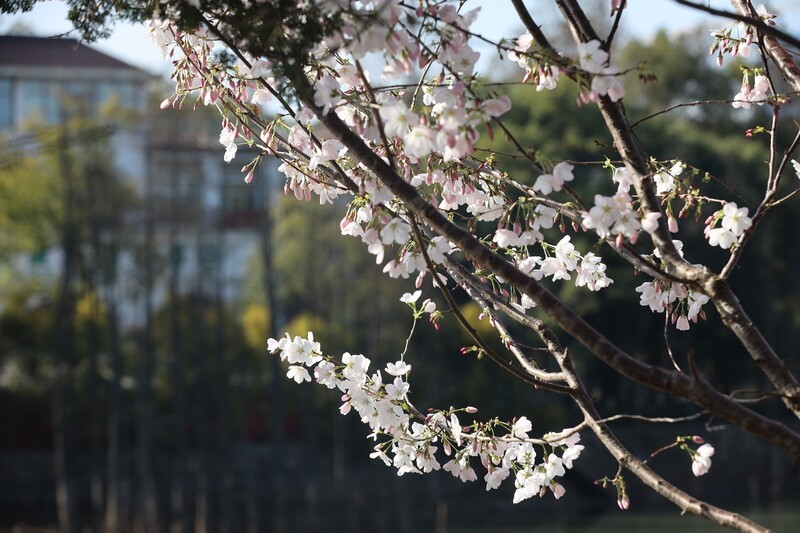 湖南省森林植物园白樱
