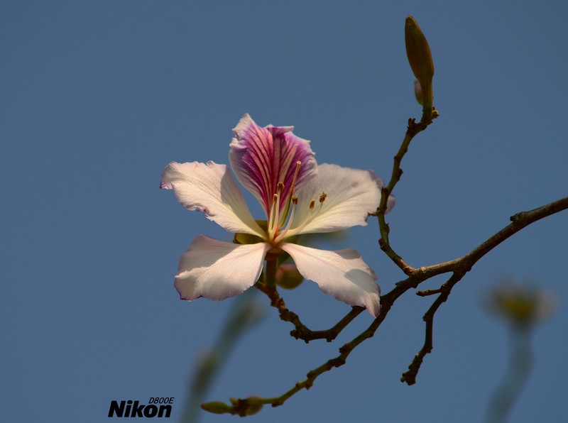 宫粉紫荆。
