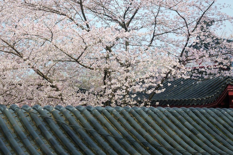 东湖樱花园（六）