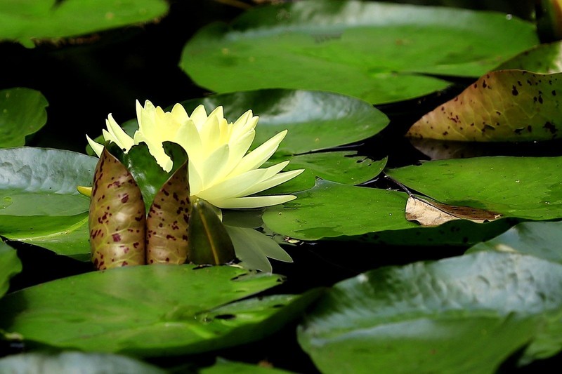 《睡莲花6》