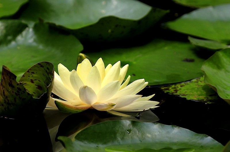《睡莲花6》