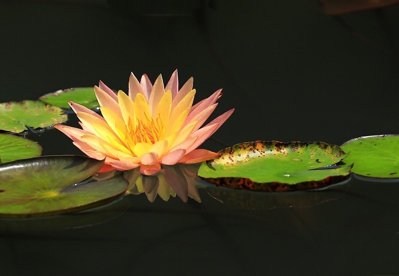 《睡莲花6》