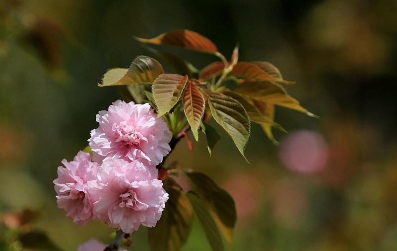 樱花 (3)