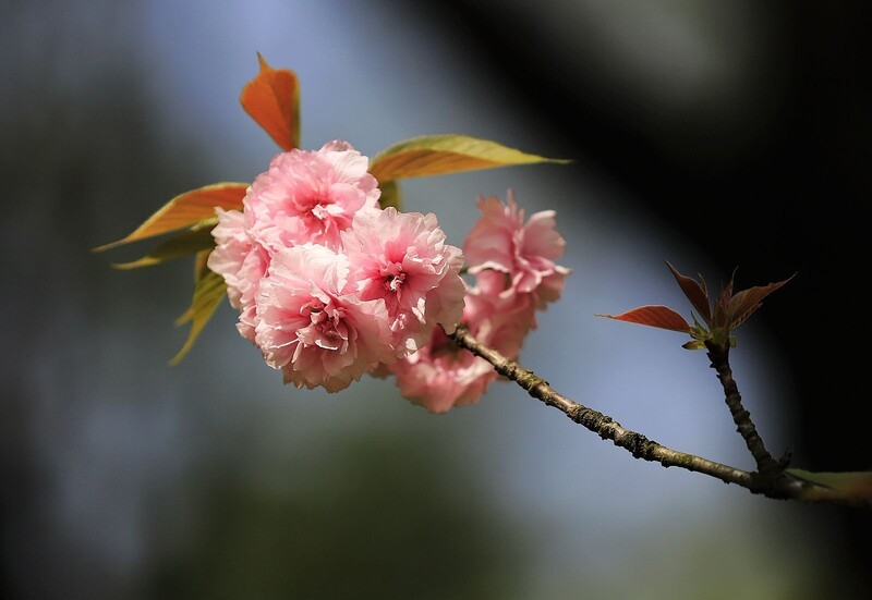 樱花 (3)