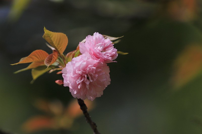 樱花 (3)