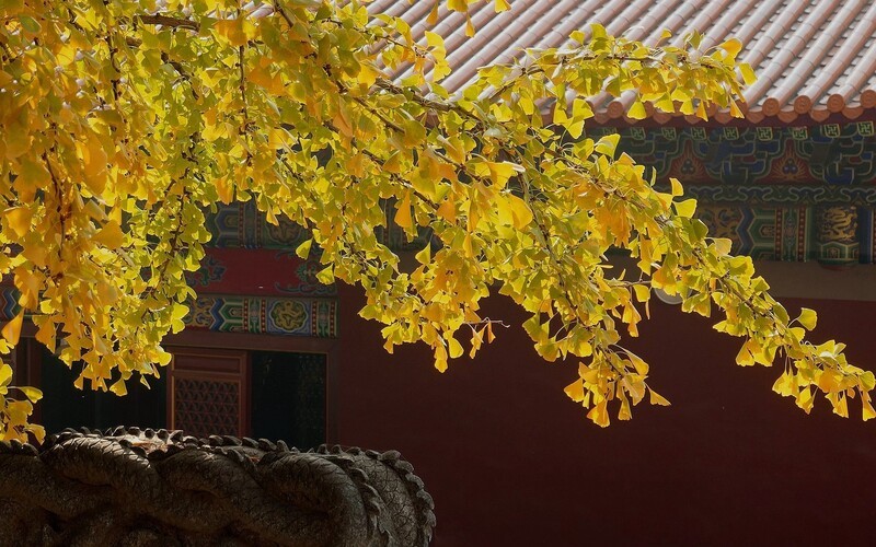 宝通寺拍银杏一