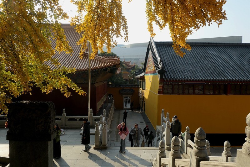 宝通寺拍银杏一