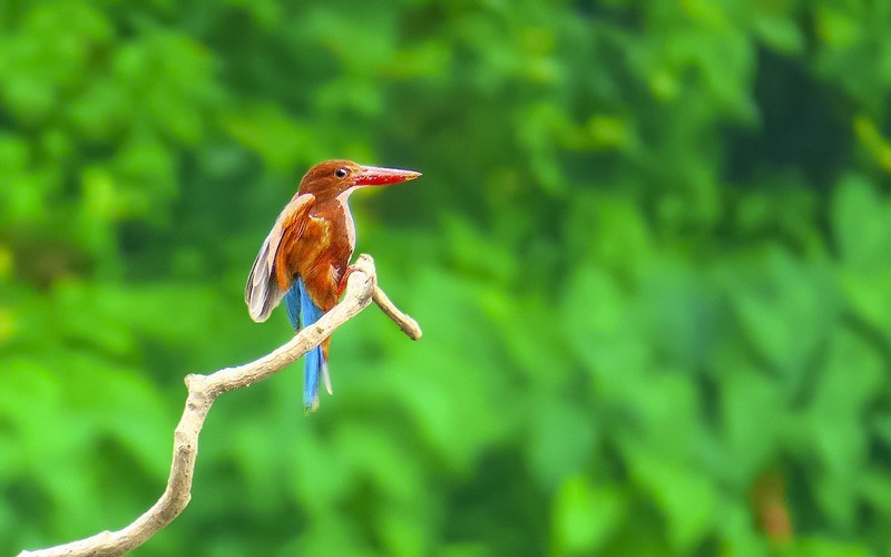 公园的大翠鸟 （5）