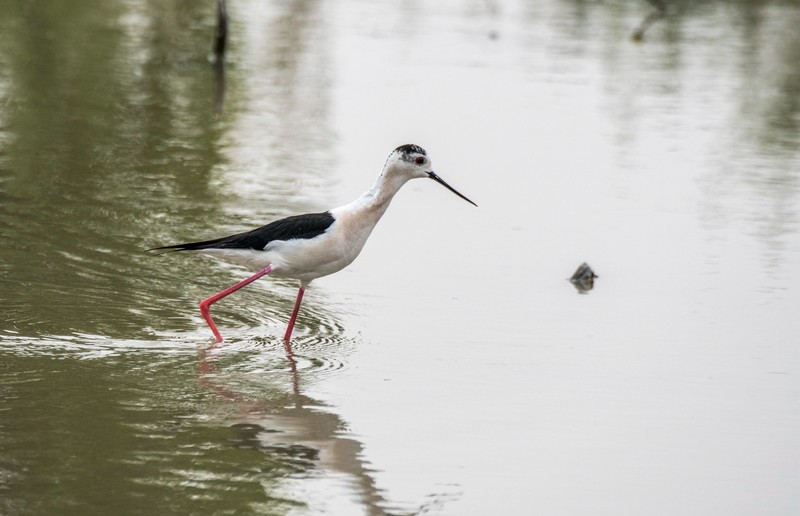 鸟中仙子---黑翅长脚鹬（十）