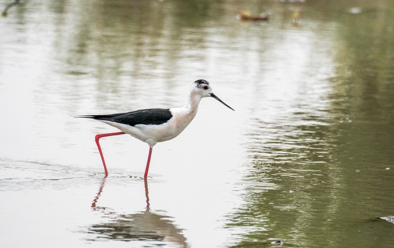 鸟中仙子---黑翅长脚鹬（十）