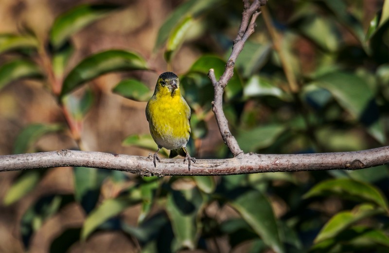 小黄雀（二十七）